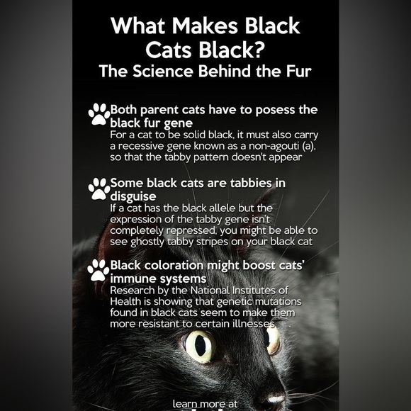 - $3 BLACK CAT STUD EARRINGS. STAINLESS STEEL. NEW. $3 if bundled - Picture 9 of 16